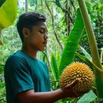 동티모르의 대표 과일 - **"A vibrant, wide-angle shot of a person, mid-20s, with a genuinely amazed expression, gently touch...